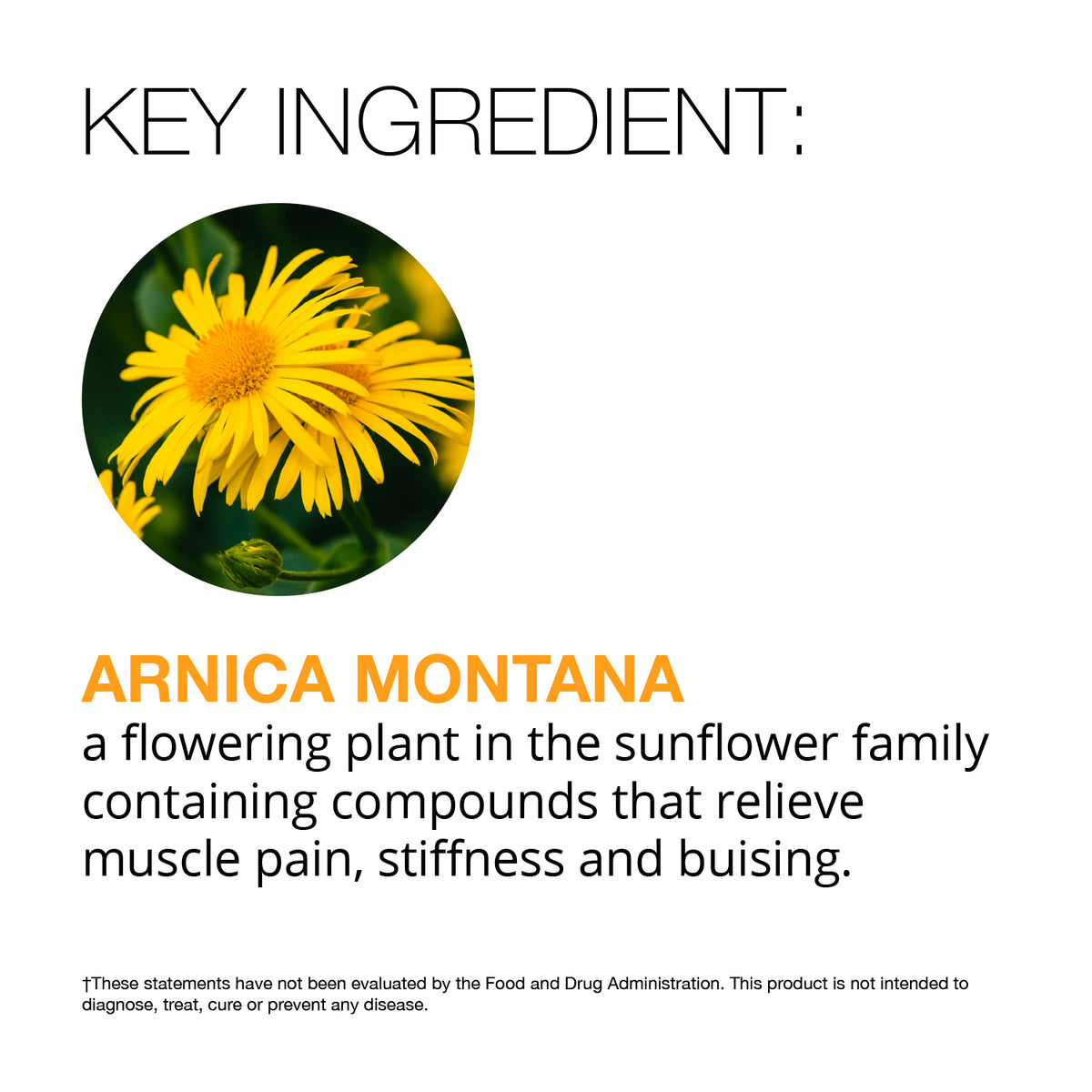 ARNICA MONTANA 30X BLISTER PACK – Higher Level Skin & Beauty